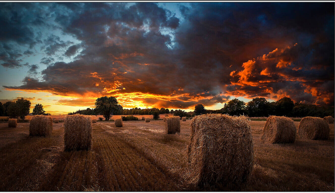 Buy Samsung VM55C-E 55